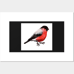 Bullfinch Posters and Art